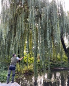 trimming willow tree pennington gardens norfolk