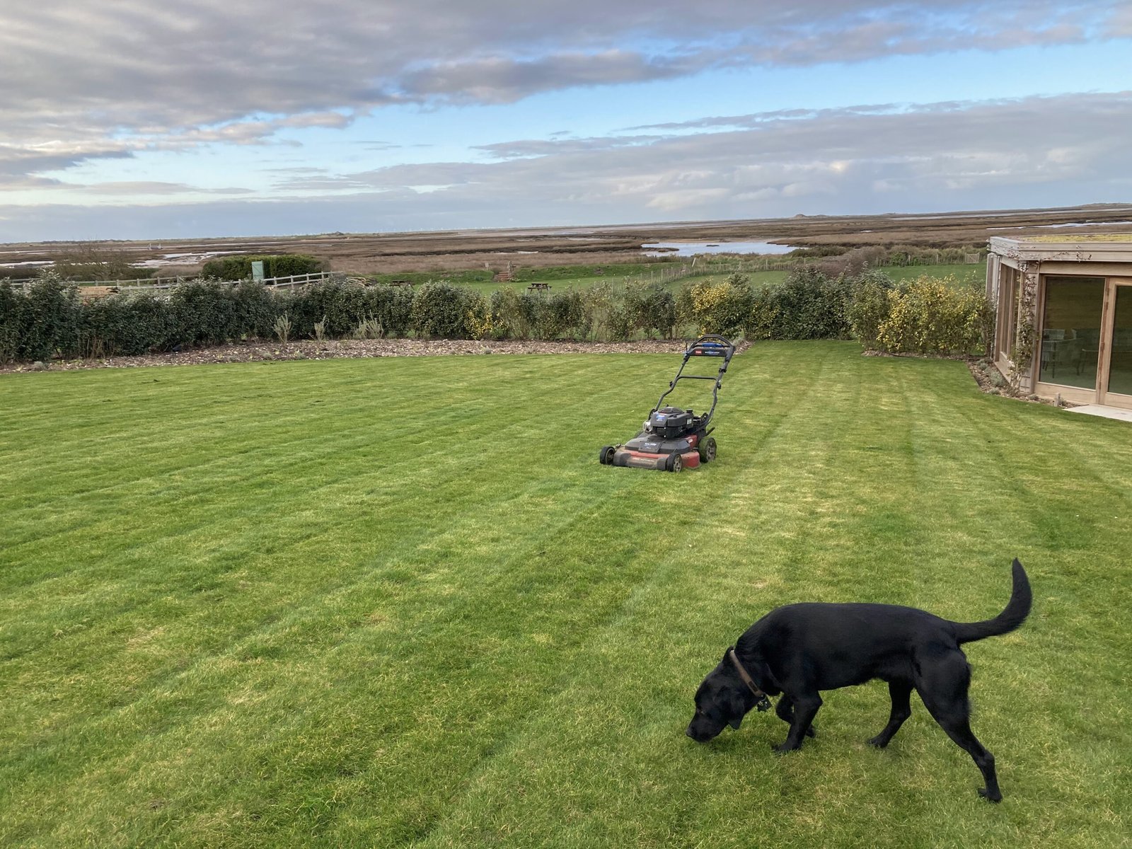 sedgeford lawn cutting with black labrador